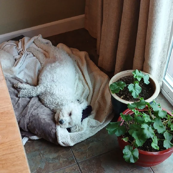 YMI Blue Skinny Jeans with Classic Style - Picture 15 of 15